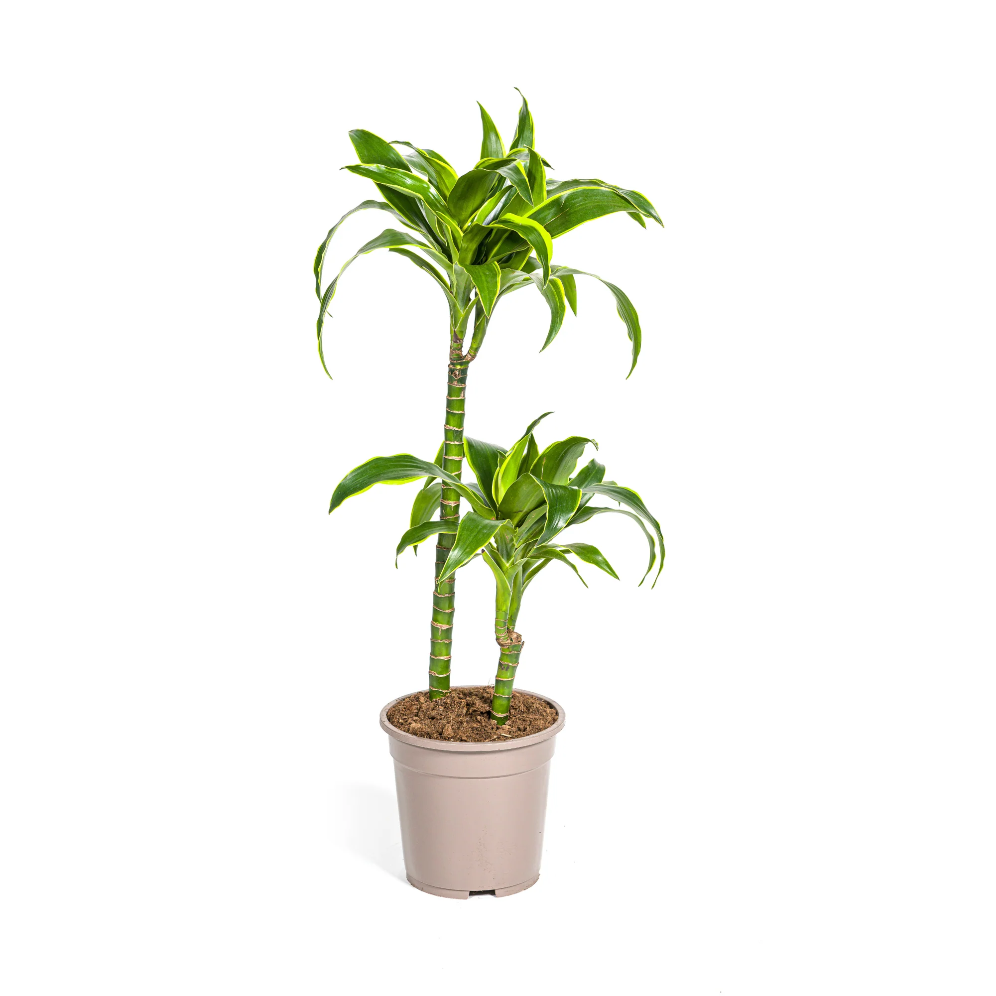 Vorschaubild 1